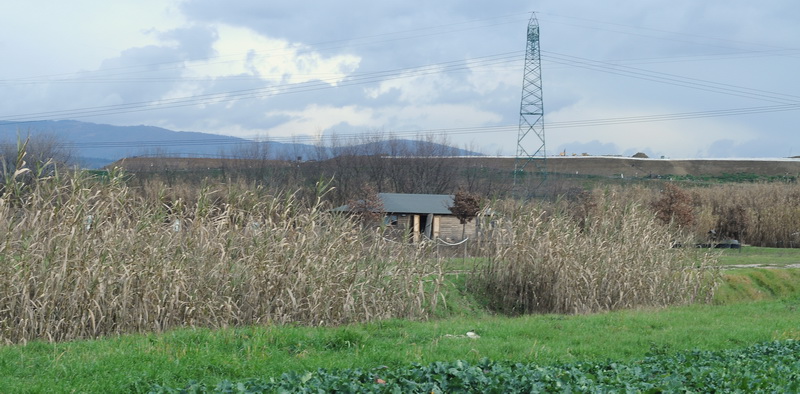 Stagno di Focognano